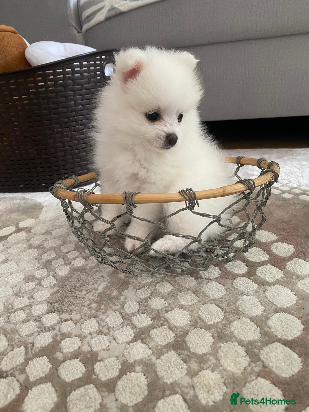 Pomeranian dogs for sale: Lovely Pomeranian - Image 9