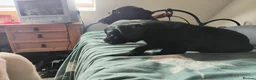 Labrador Retriever dogs for sale: X2 black male labs for sale - Advert 10