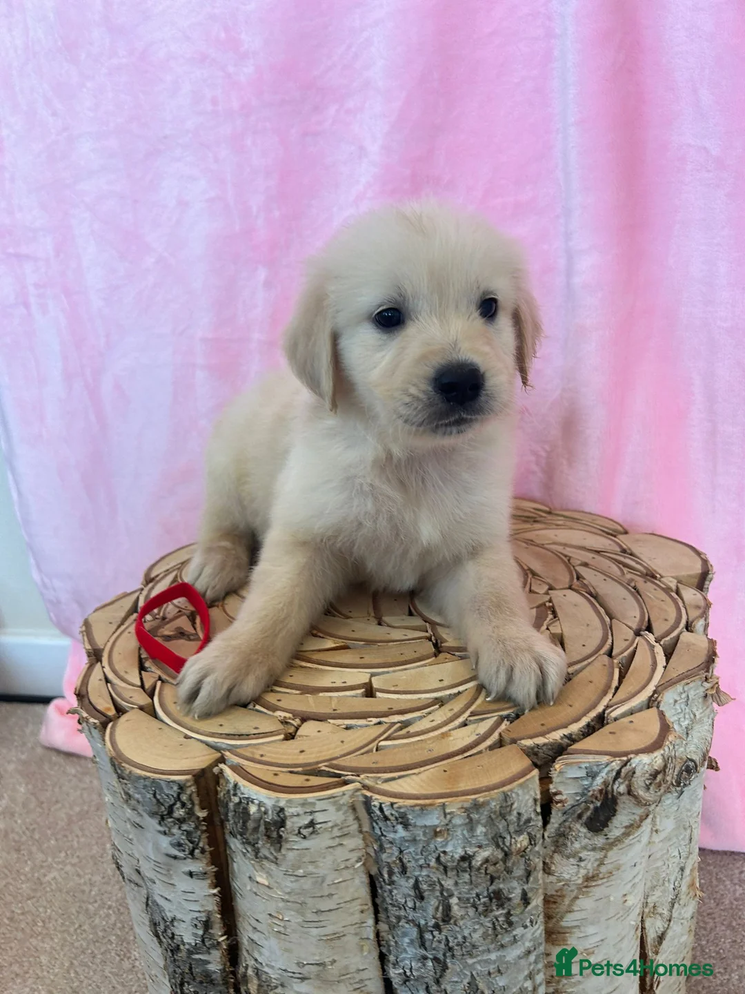 Golden Retriever dogs for stud: Extensively health tested show type kc reg in Bedford - Advert 21