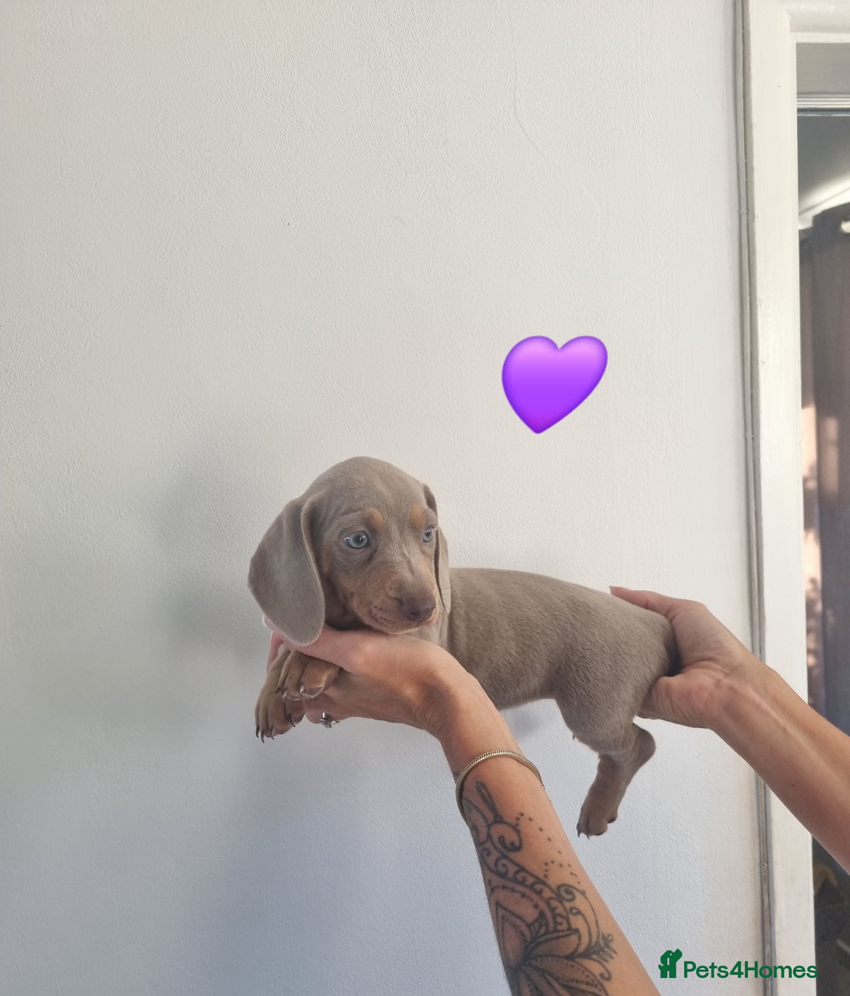 Dachshund dogs Miniature smooth daschund pups - Advert 18