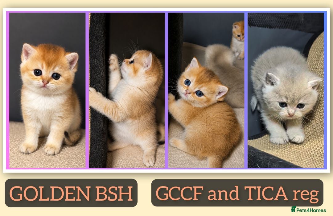 British Shorthair cats 📌GOLDEN 🏆 BSH 🐾 GCCF & TICA reg - Advert 2