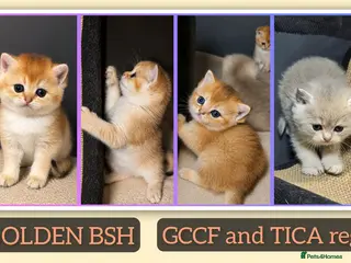 British Shorthair cats 📌GOLDEN 🏆 BSH 🐾 GCCF & TICA reg - Advert 2