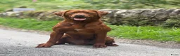 Labrador Retriever dogs for stud: PROVEN DARK RED FULLY HEALTH TESTED LABRADOR STUD - Advert 3