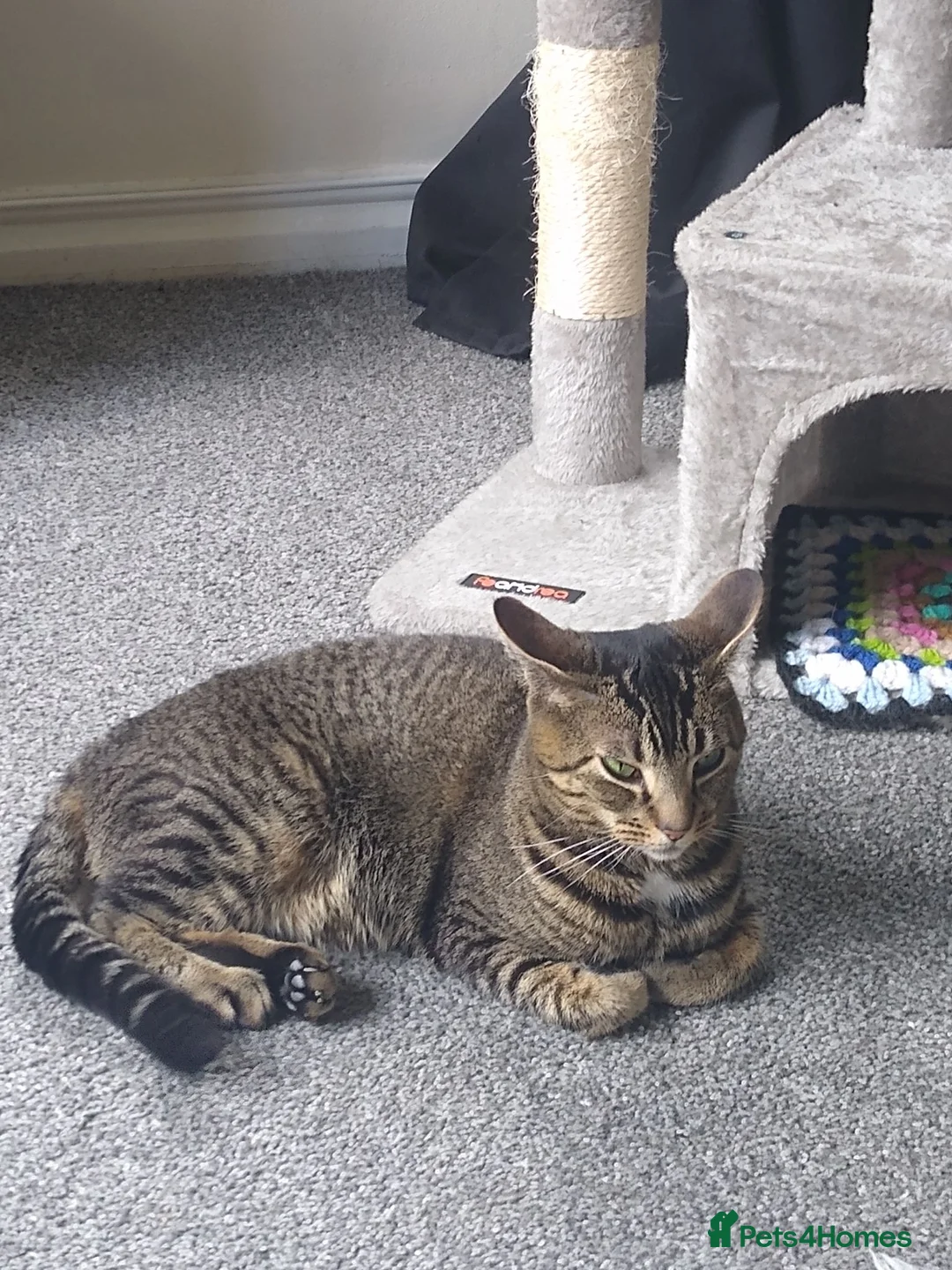 Bengal cats for sale: Tuxedo x Bengal Female kitten  - Advert 2