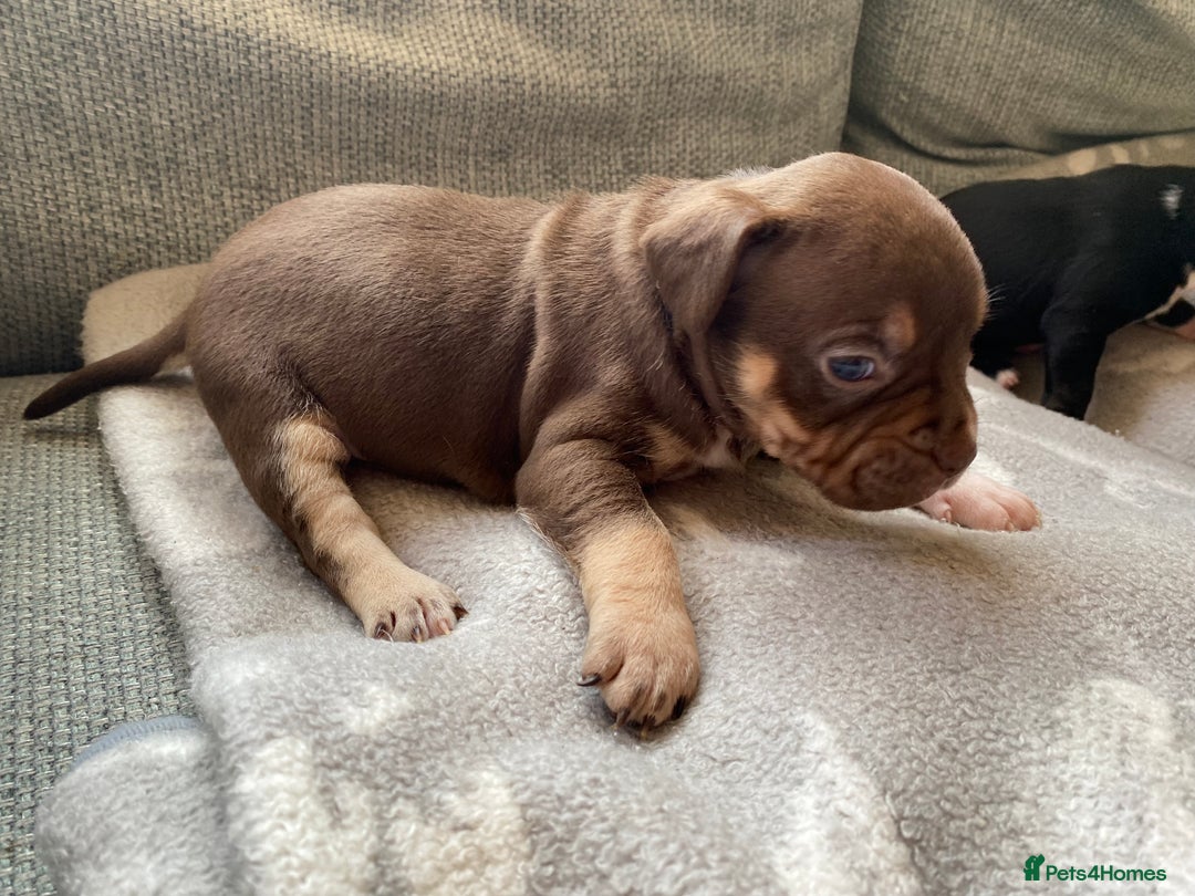 Mixed Breed dogs for sale: French bulldog x Staffordshire bull terrier - Image 23