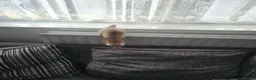 Ferret rodents for sale: Micro ferret male - Advert 3