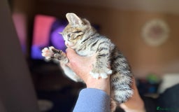 Siberian cats for sale: Beautiful Siberian/Norwegian mix kittens - Image 3