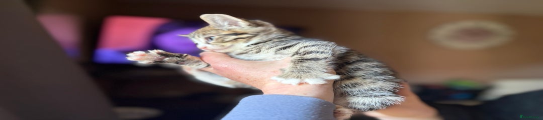 Siberian Kitten 4
