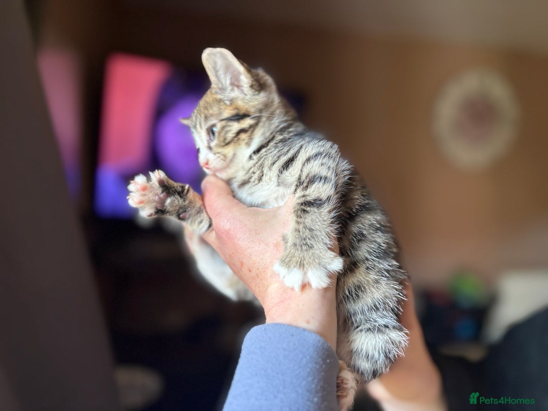 Siberian cats for sale: Beautiful Siberian/Norwegian mix kittens - Image 3