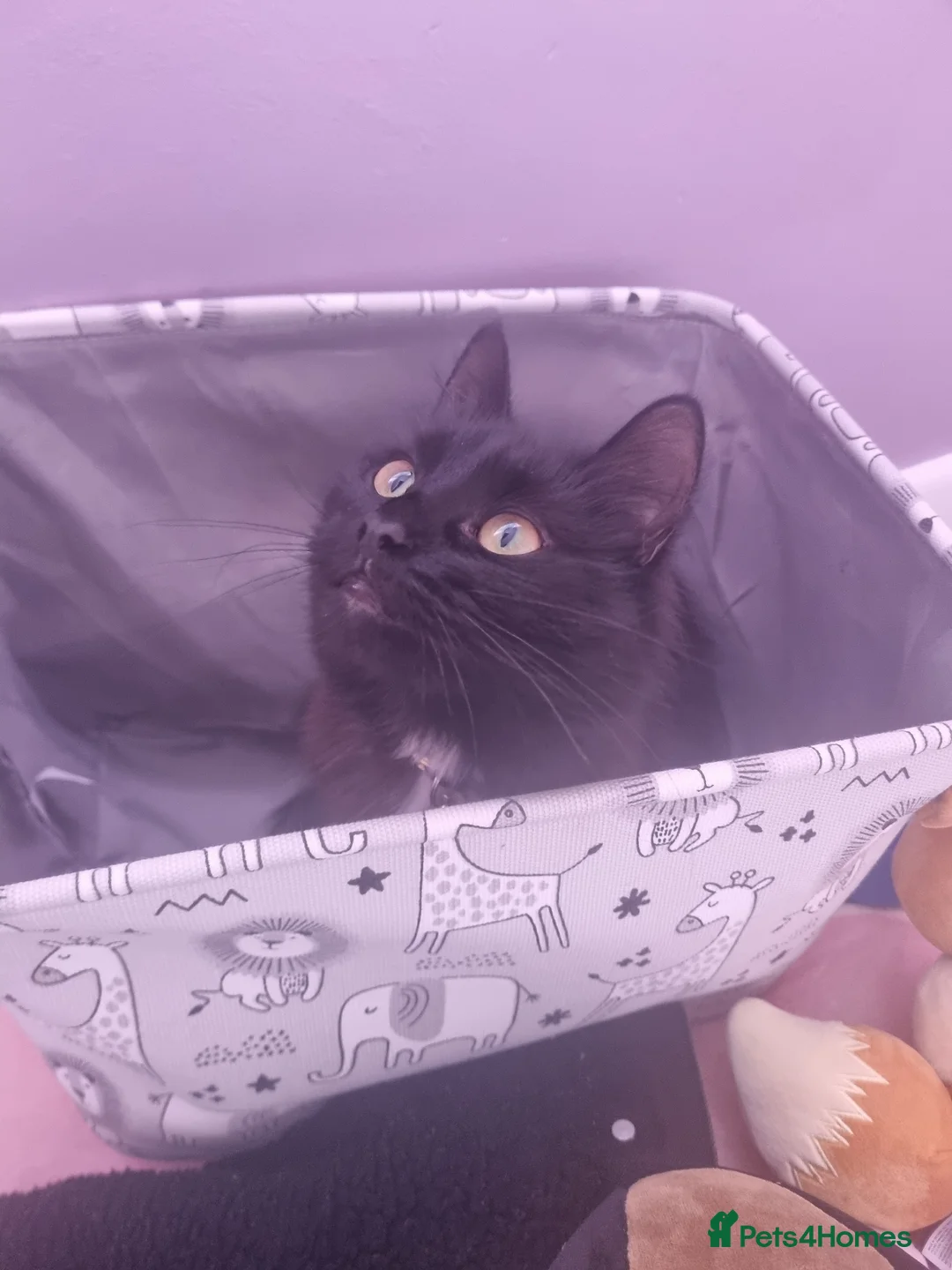 Mixed Breed cats for sale: Longhair black cat in Chipping Norton - Advert 2