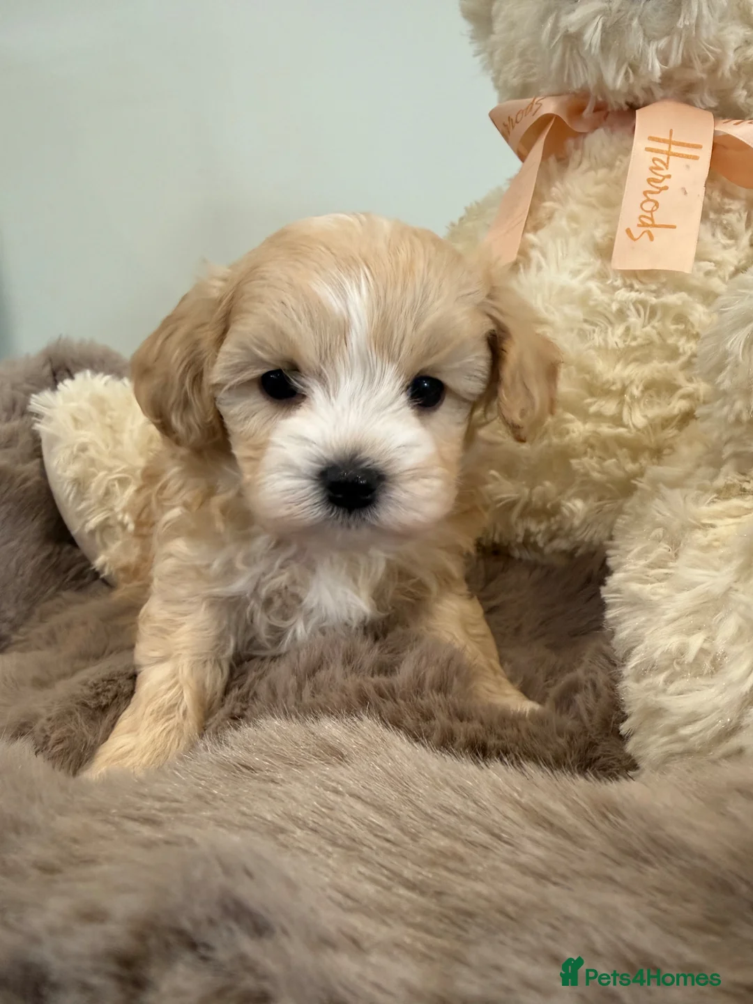 Maltipoo dogs for sale: Absolutely stunning f1 Maltipoo babies.  - Advert 1
