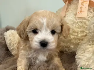 Maltipoo dogs Absolutely stunning f1 Maltipoo babies. - Advert 3