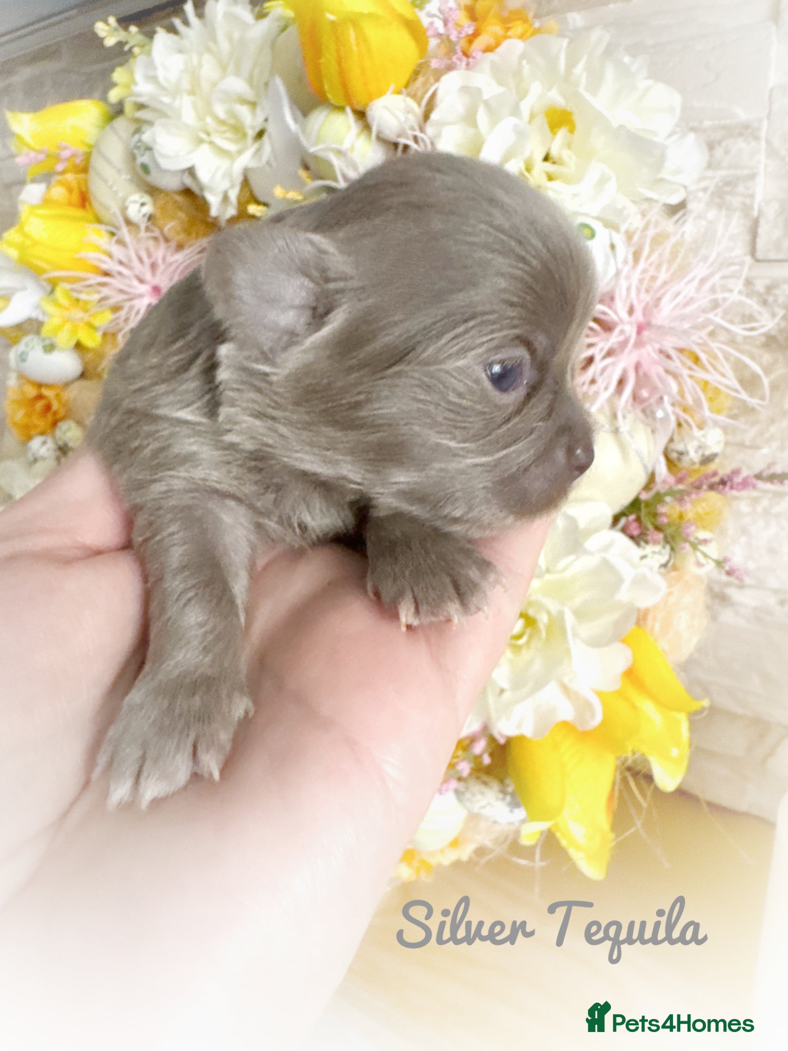 Chihuahua dogs KC chocolate and lilac long coat quality puppies  - Advert 1