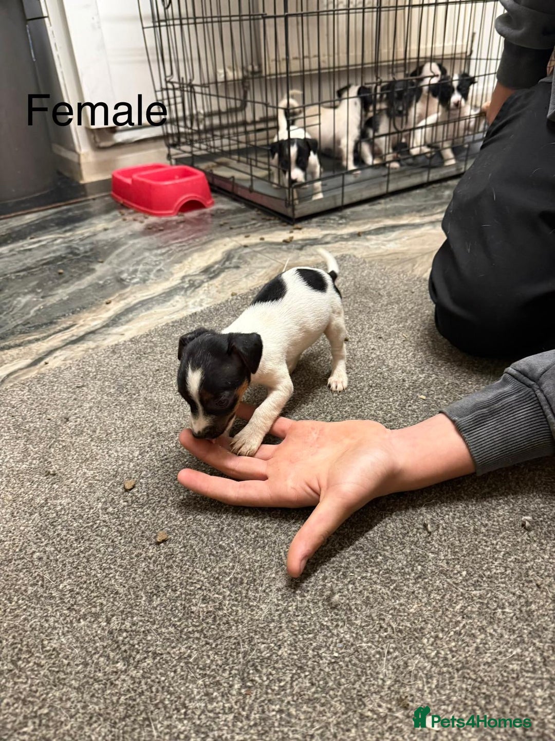 Jack Russell dogs for sale: Puppies  - Advert 12