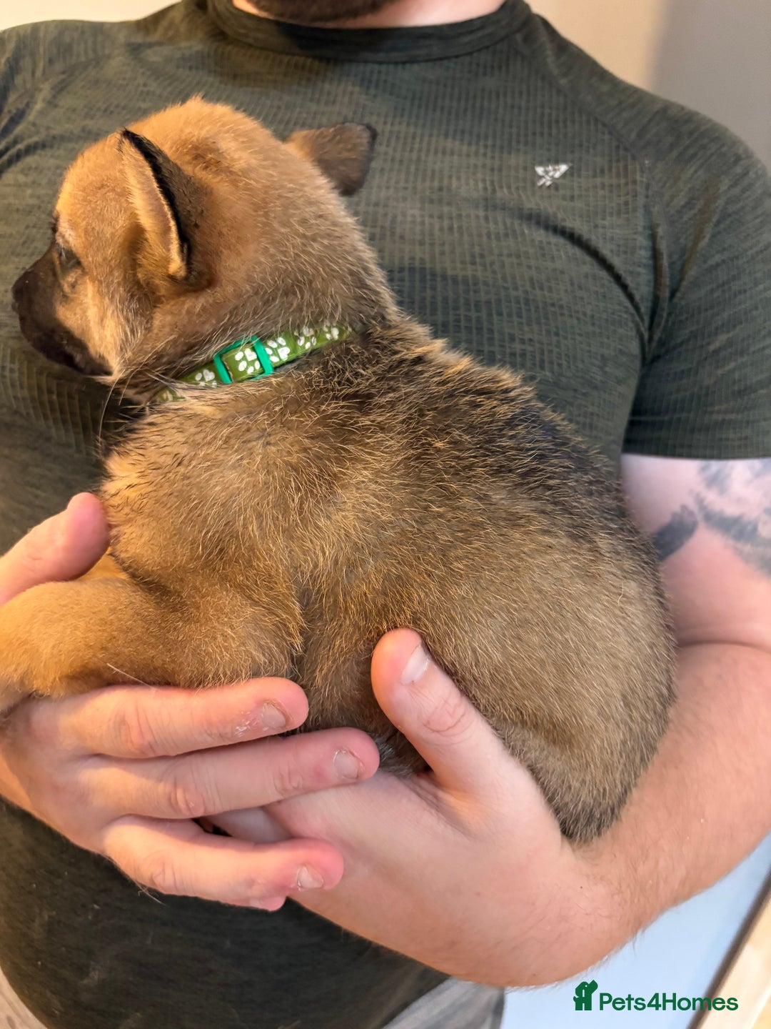 Mixed Breed dogs for sale: Siberian husky cross belgian malinois - Image 5