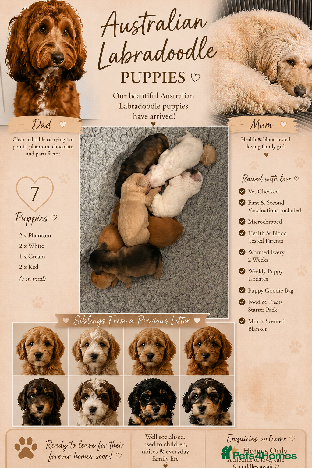 Australian Labradoodle dogs Snowys Australian labradoodles(reservation’s open) - Advert 1