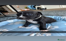 Staffordshire Bull Terrier dogs for sale: 9 Beautiful staffy X pups  - Image 6