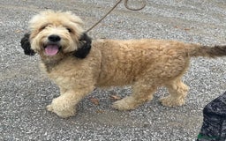 Bernedoodle dogs for sale: RED TRI BERNADOODLE GIRL - Image 2