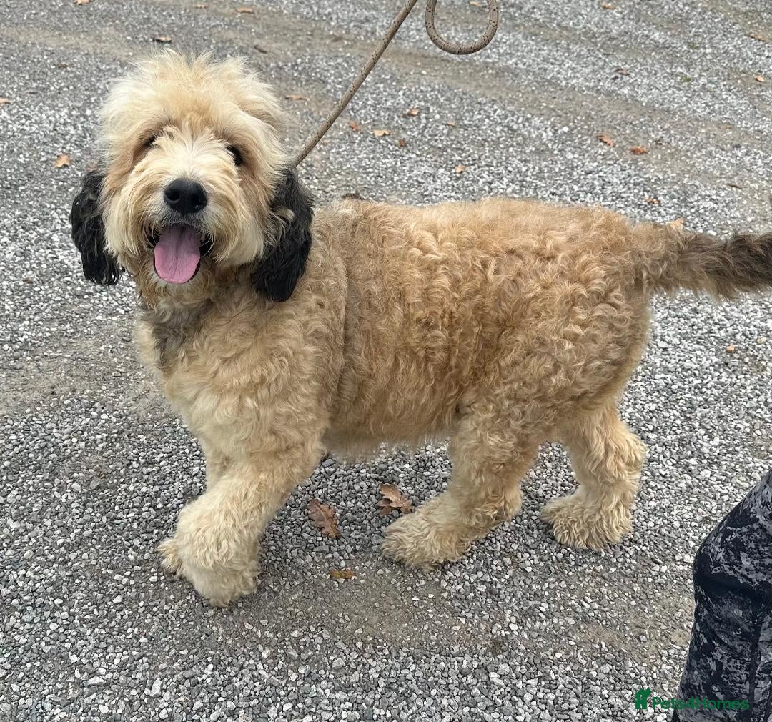 Bernedoodle dogs for sale: RED TRI BERNADOODLE GIRL - Image 2