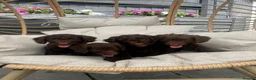 Cockapoo dogs for sale: Beautiful chocolate F1 cockapoo puppies  - Advert 1