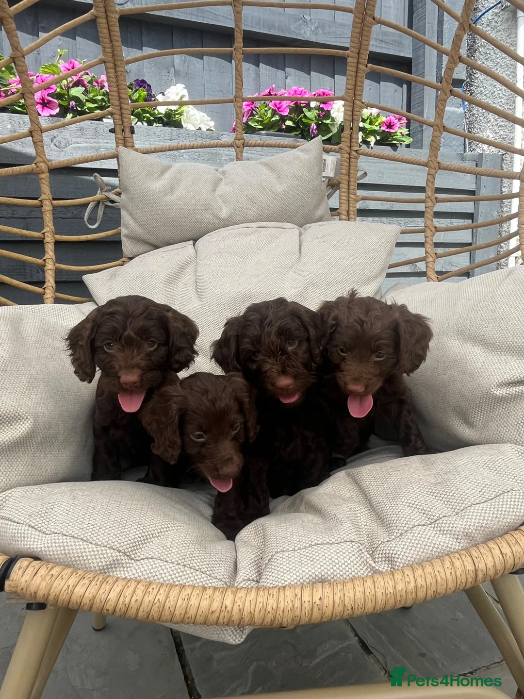 Cockapoo dogs for sale: Beautiful chocolate F1 cockapoo puppies  - Advert 1