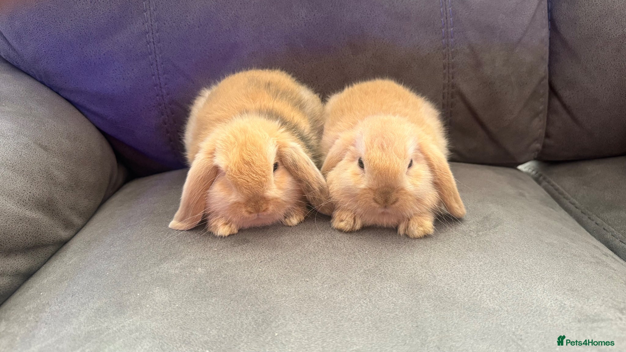Mini Lop rabbits for sale: Beautiful Pure Mini Lops - Advert 3