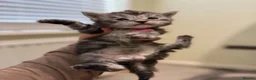 Maine Coon cats for sale: Very Large Kittens - European Bloodlines - Advert 10
