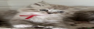RagaMuffin 2