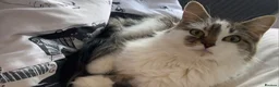 Maine Coon cats for sale: our beautiful luna in Warrington - Advert 2