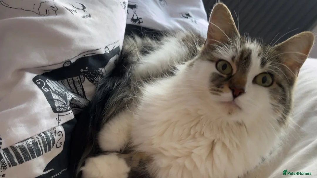 Maine Coon cats for sale: our beautiful luna in Warrington - Advert 2