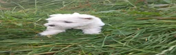 West Highland Terrier dogs for sale: Wonderful West Highland White Terrier Girl Puppy - Advert 3