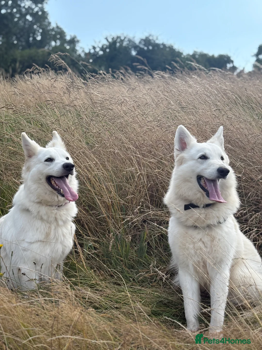 White Swiss Shepherd dogs for sale: Gorgeous wss papered European lines in Ilminster - Advert 1