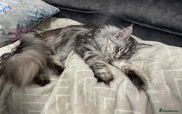 Maine Coon cats for sale: Majestic Purebred Maine Coon Kittens - TICA 🐾 - Advert 3