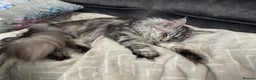 Maine Coon cats for sale: Majestic Purebred Maine Coon Kittens - TICA 🐾 - Advert 3