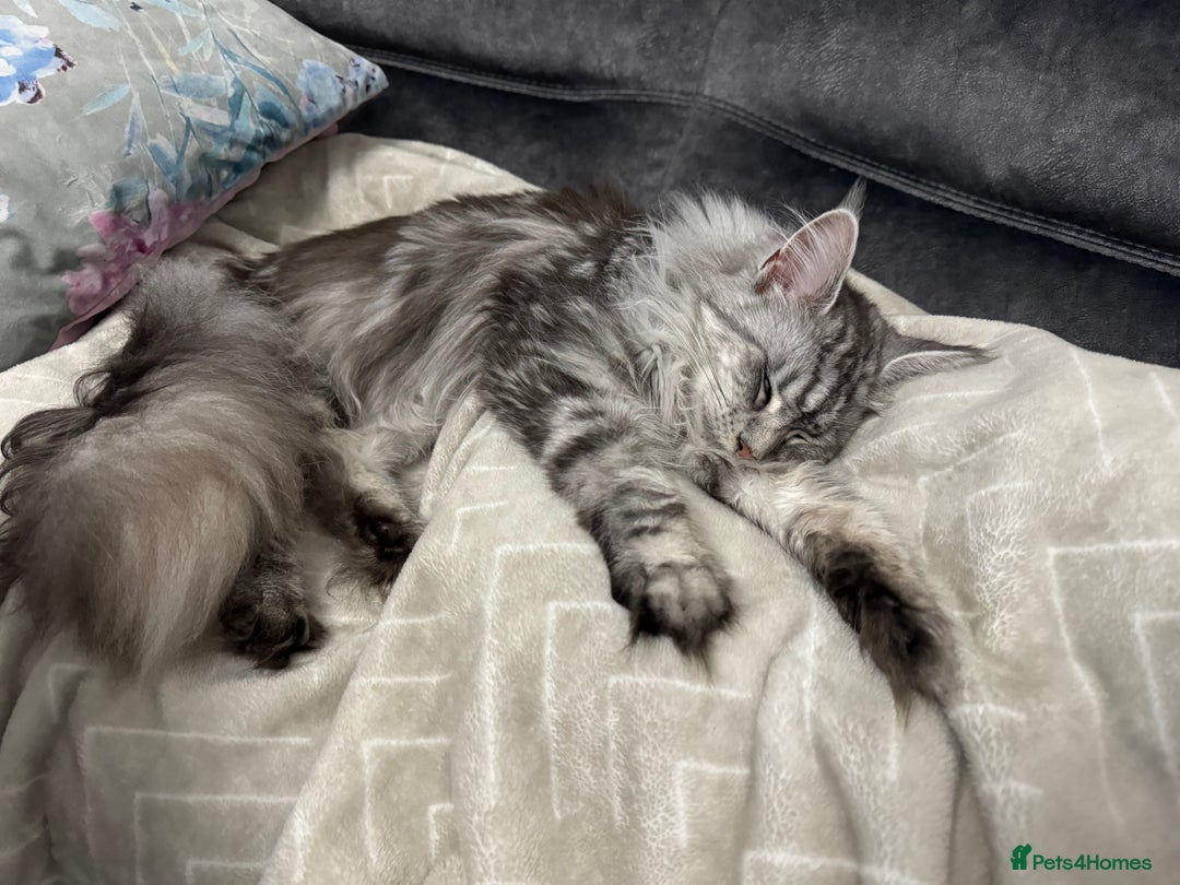 Maine Coon cats for sale: Majestic Purebred Maine Coon Kittens - TICA 🐾 - Advert 3