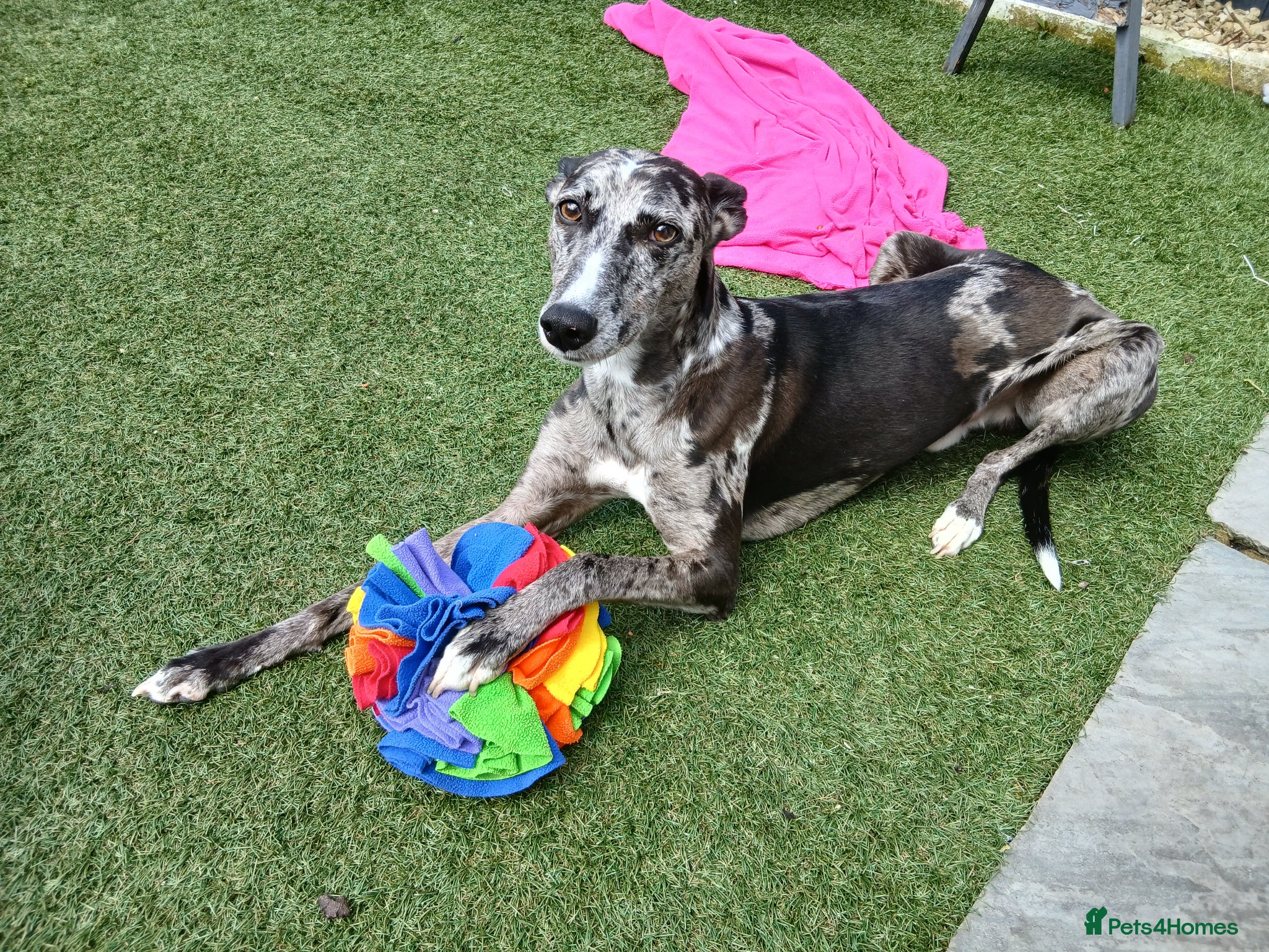 Lurcher dogs Beautiful Merle Lurcher x - Advert 8