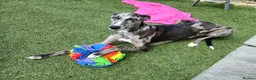 Lurcher dogs for sale: Beautiful Merle Lurcher x - Advert 1