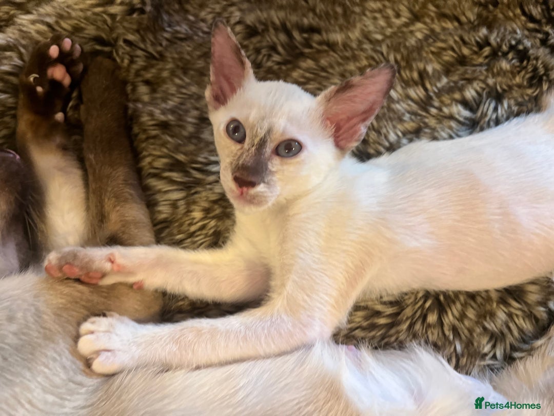 Siamese cats for sale: Stunning Siamese Kittens - Champion Bloodlines - Advert 8