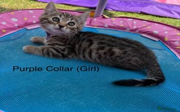 Bengal cats for sale: Beautiful litter of spotted Bengal kittens - Ready - Image 18