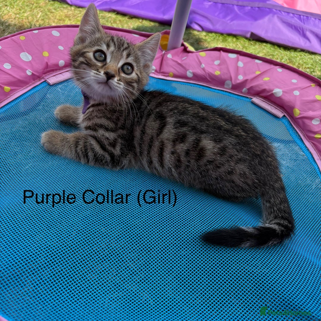 Bengal cats for sale: Beautiful litter of spotted Bengal kittens - Ready - Image 18