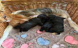 Yorkshire Terrier dogs for sale: Black Onyx Yorkie ready to Reserve 🖤 - Image 11