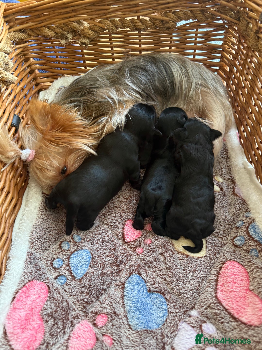 Yorkshire Terrier dogs for sale: Black Onyx Yorkie ready to Reserve 🖤 - Image 11