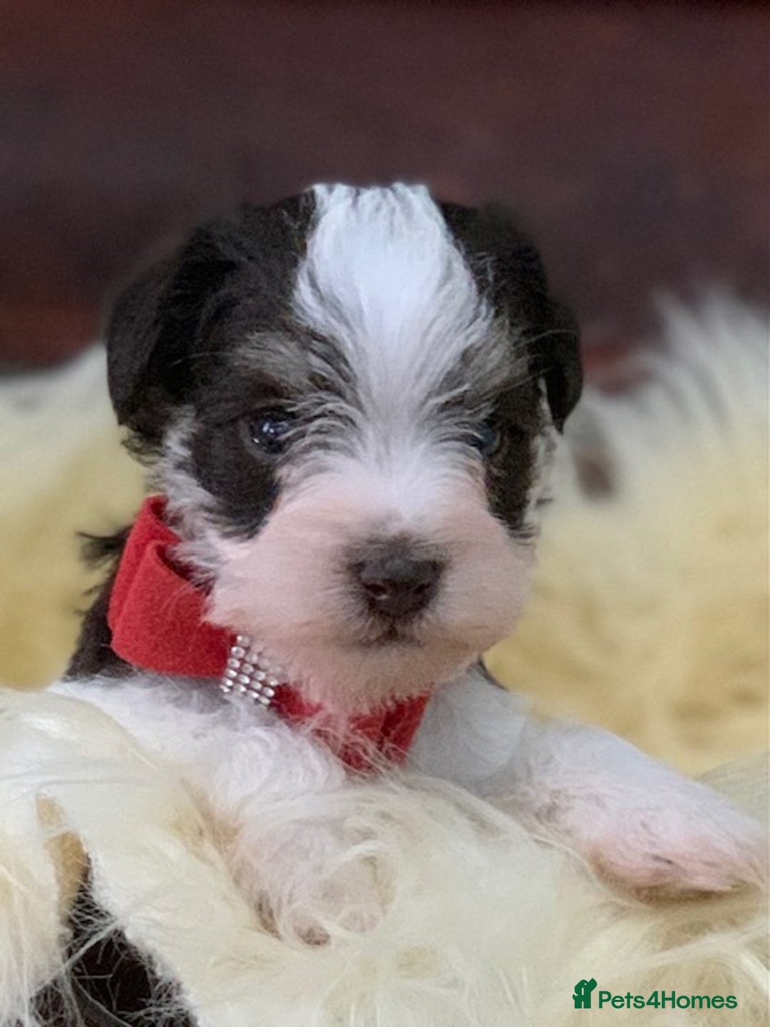 Miniature Schnauzer dogs for sale: 5* LICENSED - KC MINI (TOY) SCHNAUZER CHOCOLATE  - Advert 23