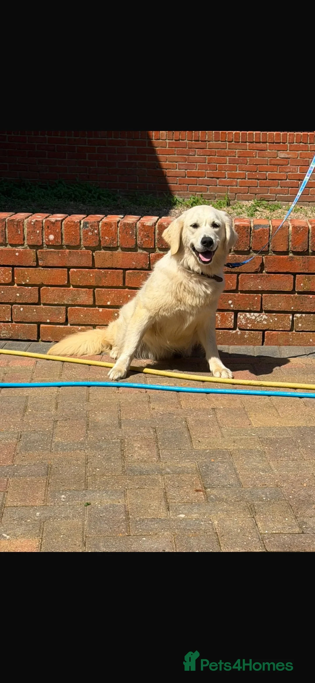 Golden Retriever dogs for sale: Golden retriever girls  in Aldershot - Advert 2