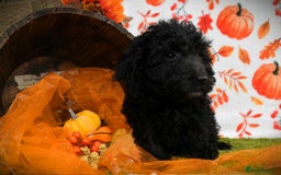 Cockapoo dogs for sale: Ready to go 10 October tiny toy cockapoos  - Image 22