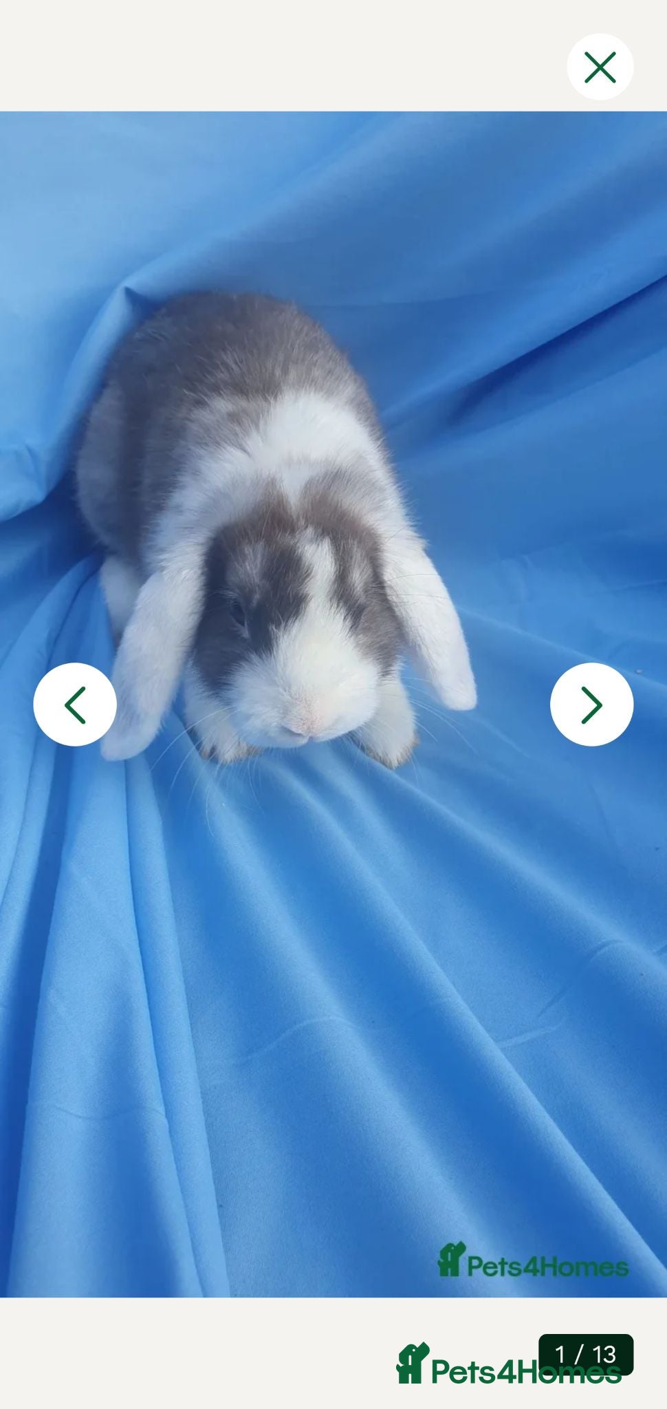 Mini Lop rabbits Baby rabbits  - Advert 23