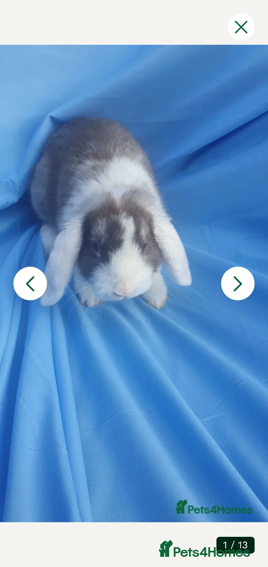 Mini Lop rabbits for sale: Baby rabbits  - Advert 2
