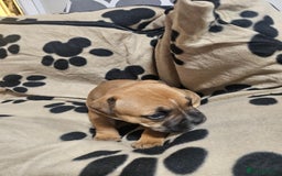 Mixed Breed dogs for sale: Mixed breed puppies - Advert 14