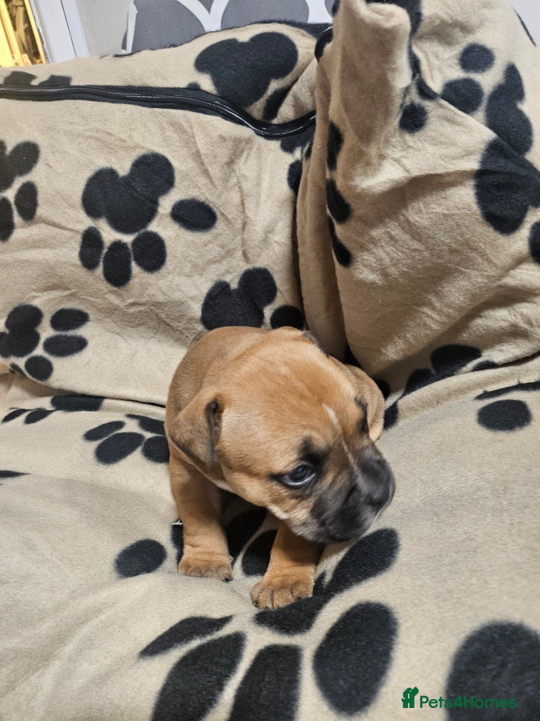 Mixed Breed dogs for sale: Mixed breed puppies - Advert 14