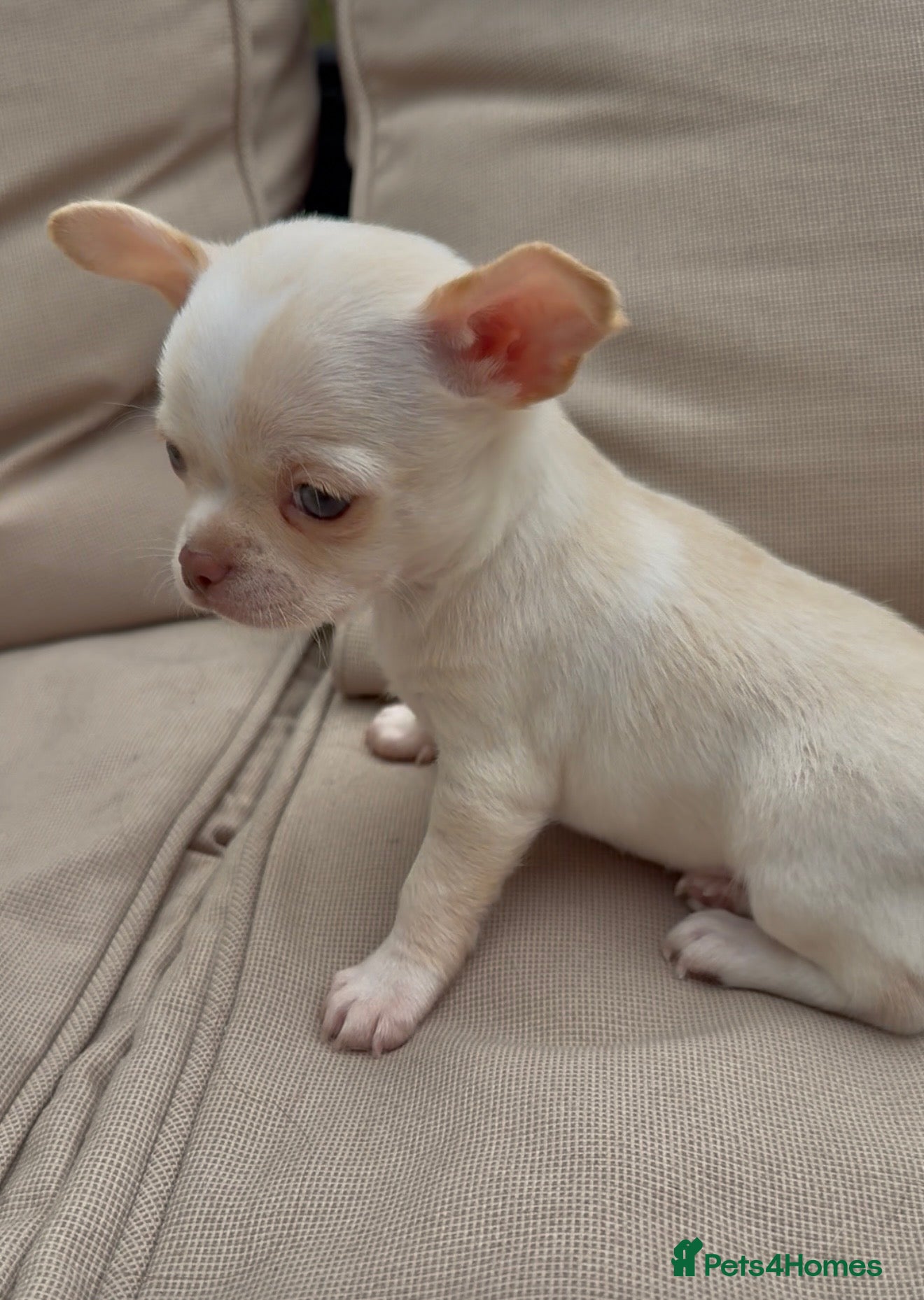 Chihuahua dogs Oh hey! We are new here! Beautiful Chihuahua pups - Advert 19